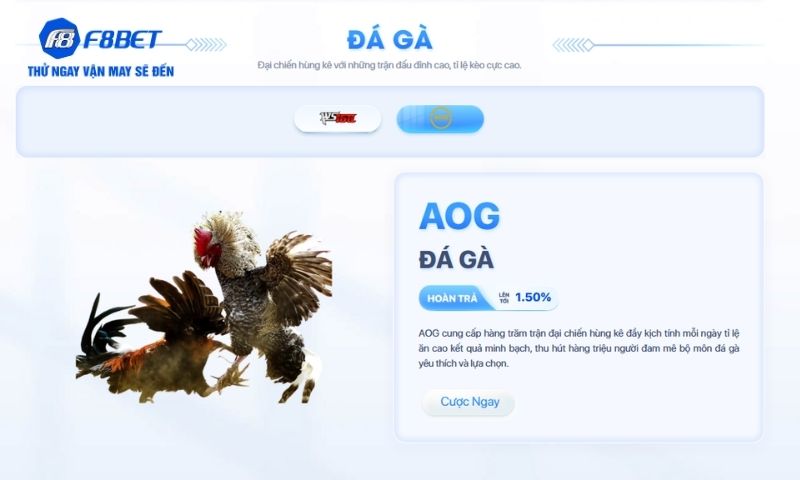Chỉ dẫn chi tiết cách tham gia chơi Đá gà tại F8BET